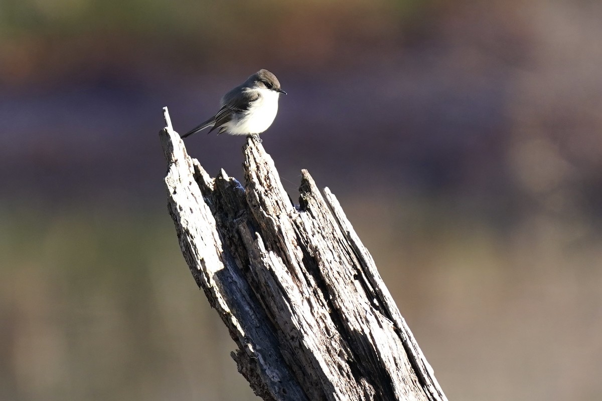 Eastern Phoebe - ML612210517