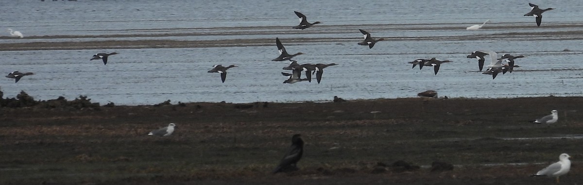 Red-breasted Merganser - ML612210562