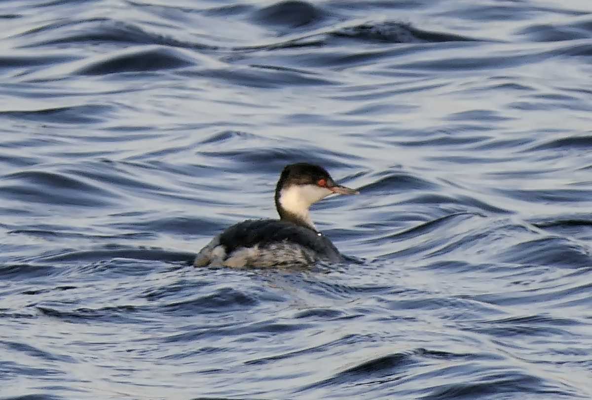 Horned Grebe - ML612210683