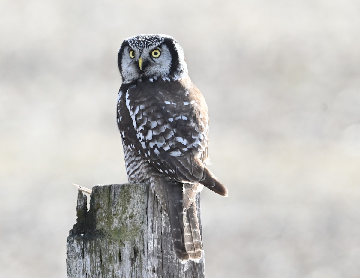 Northern Hawk Owl - ML612210794