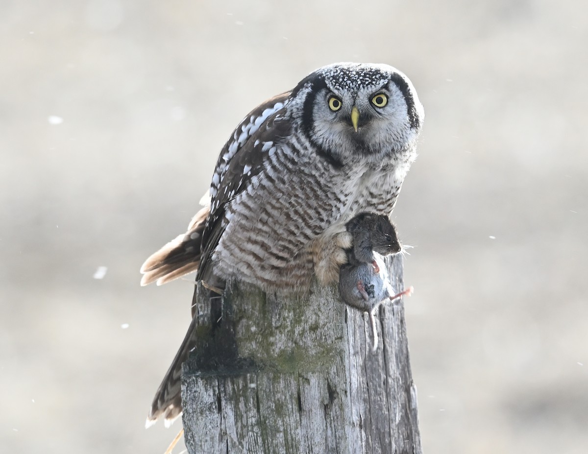 Northern Hawk Owl - ML612210795