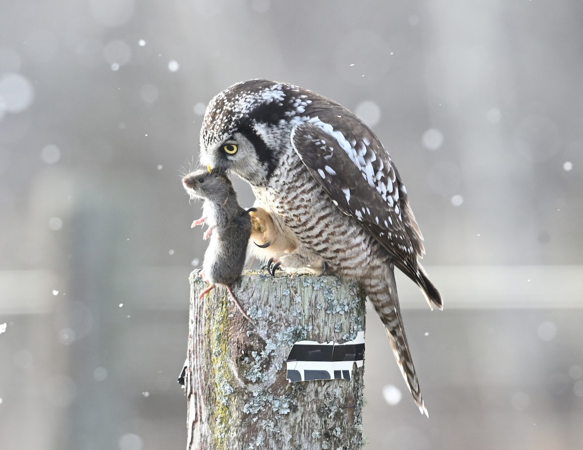 Northern Hawk Owl - ML612210799