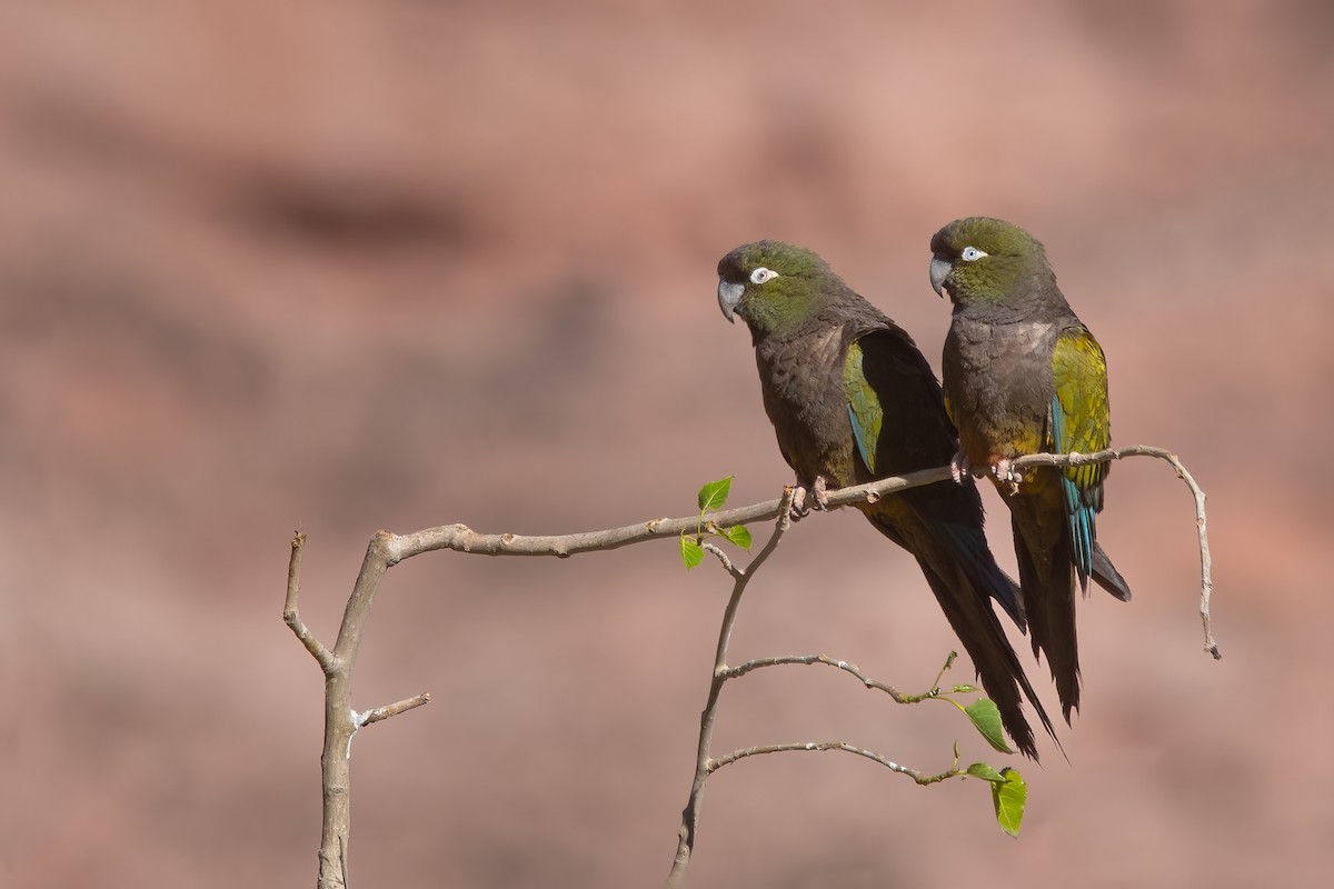 Burrowing Parakeet - ML612210832