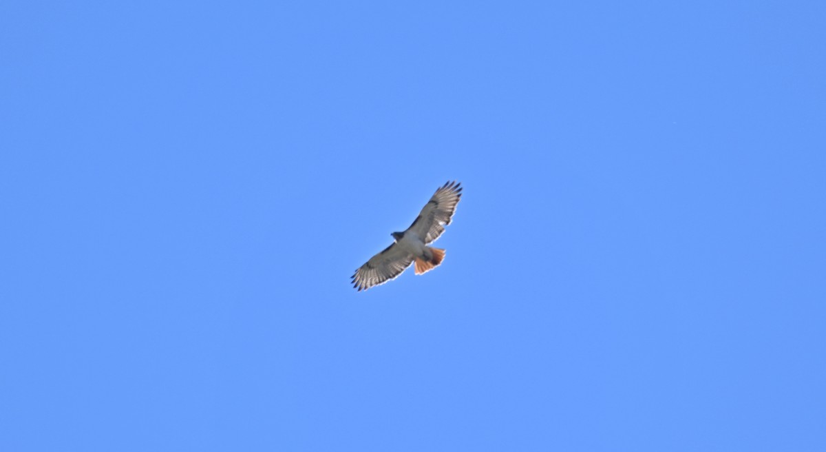 Red-tailed Hawk - James Bozeman