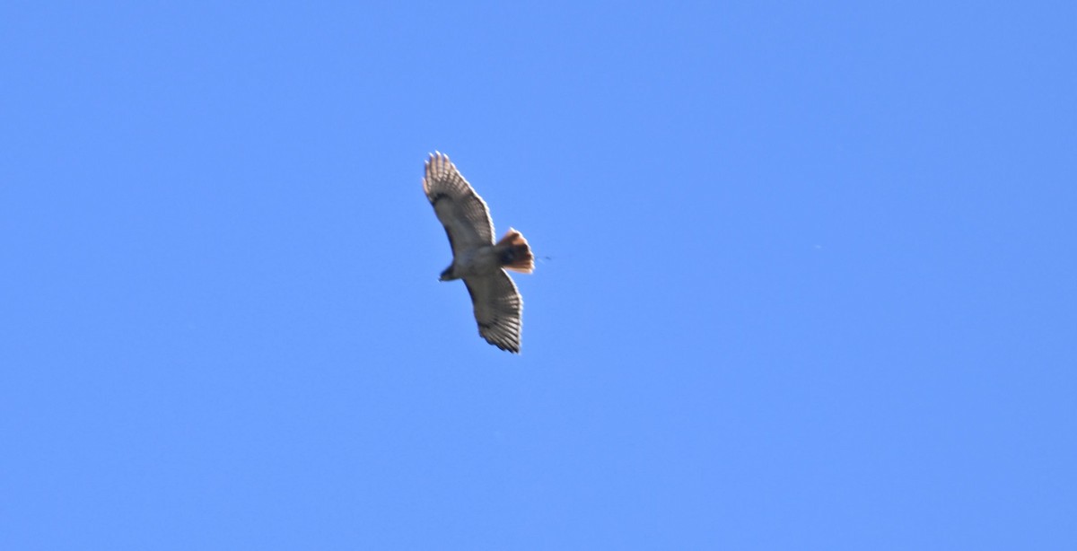 Red-tailed Hawk - James Bozeman