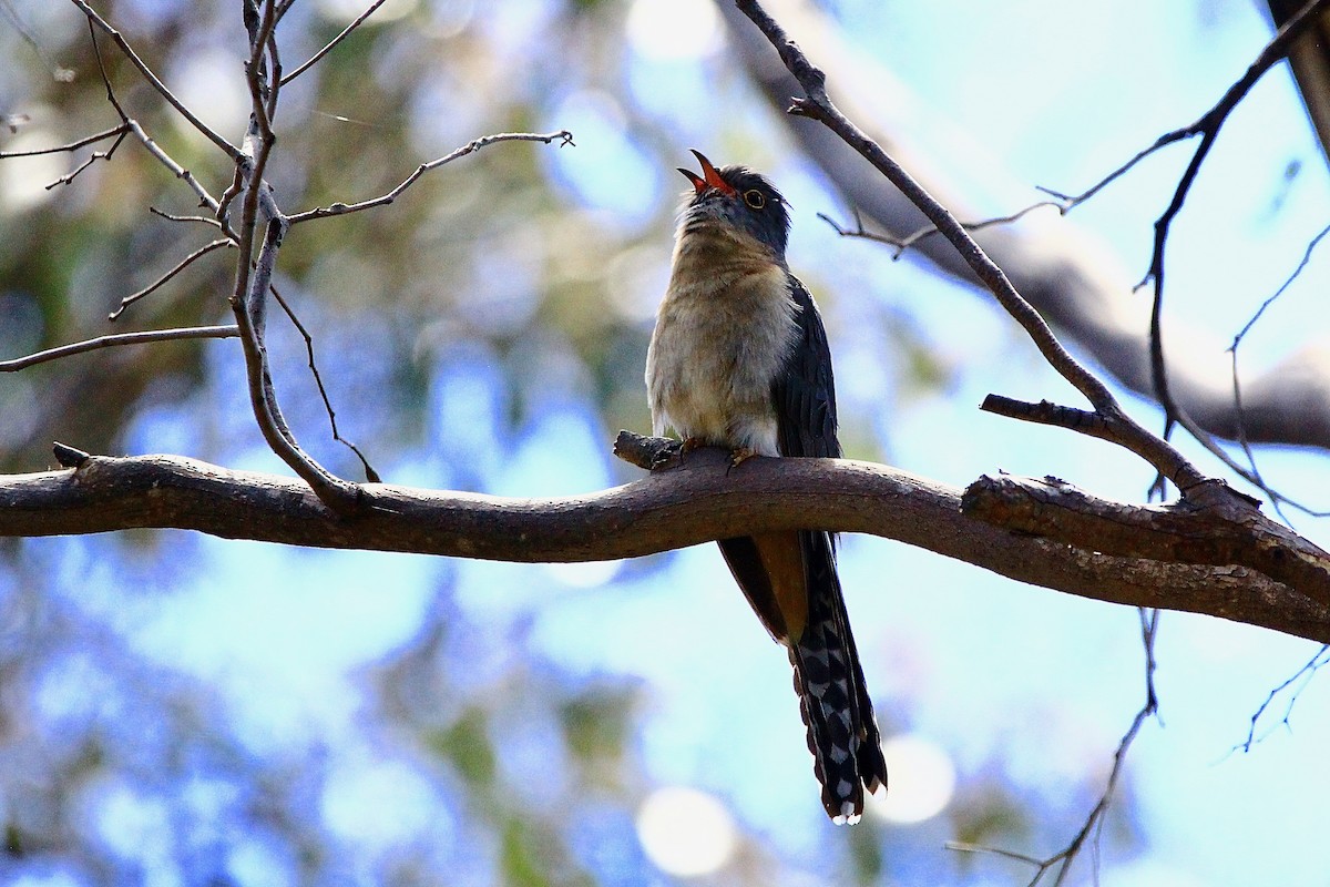 Fan-tailed Cuckoo - ML612210902