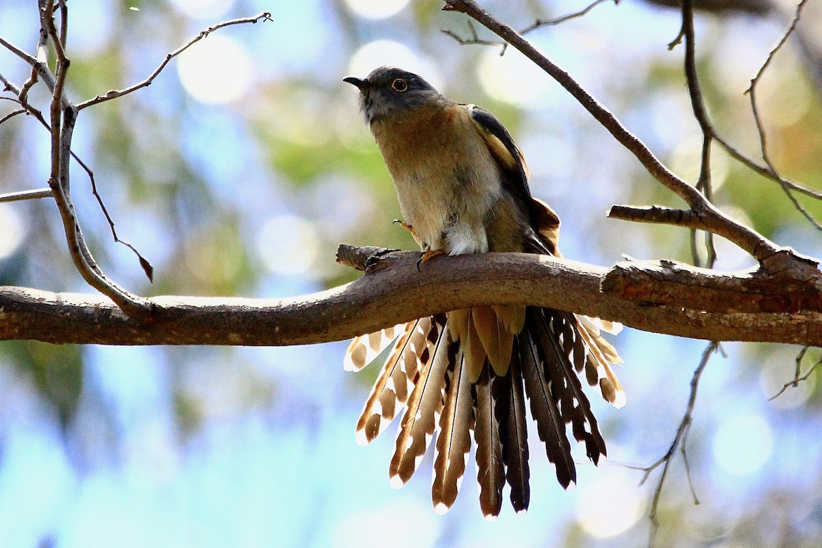 Fan-tailed Cuckoo - Pauline and Ray Priest