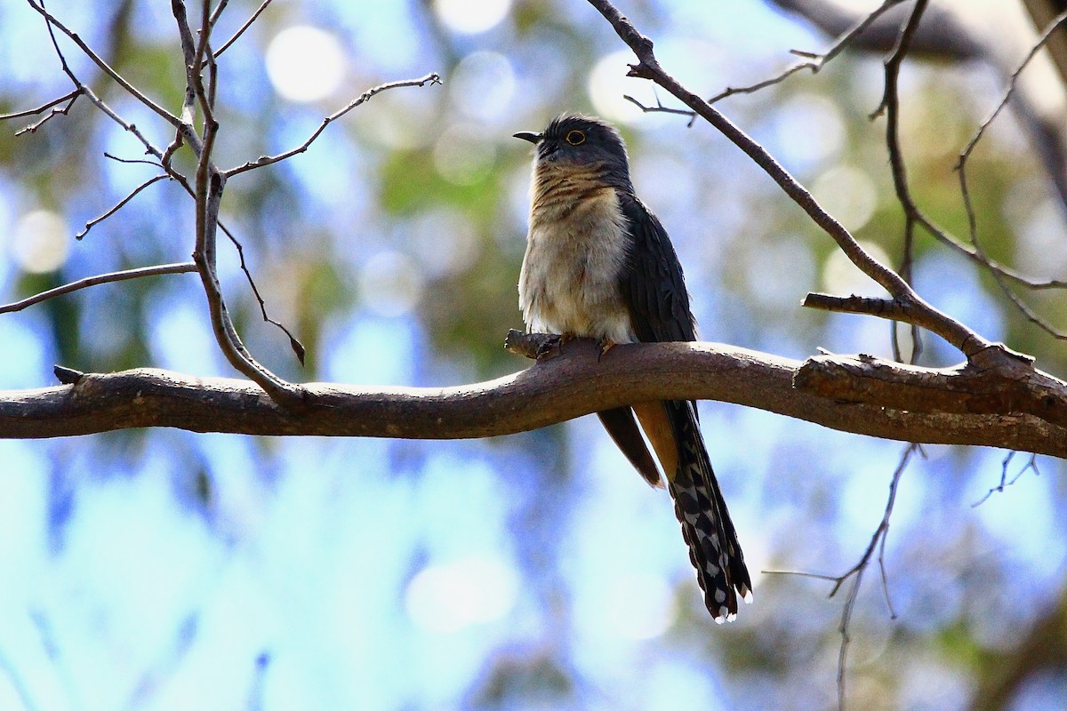 Fan-tailed Cuckoo - ML612210907