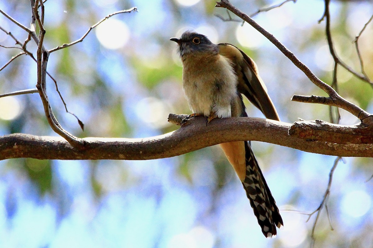 Fan-tailed Cuckoo - ML612210908