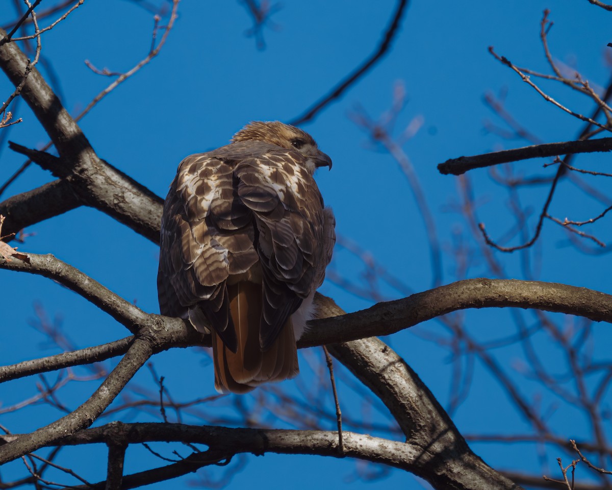 Red-tailed Hawk - ML612210922