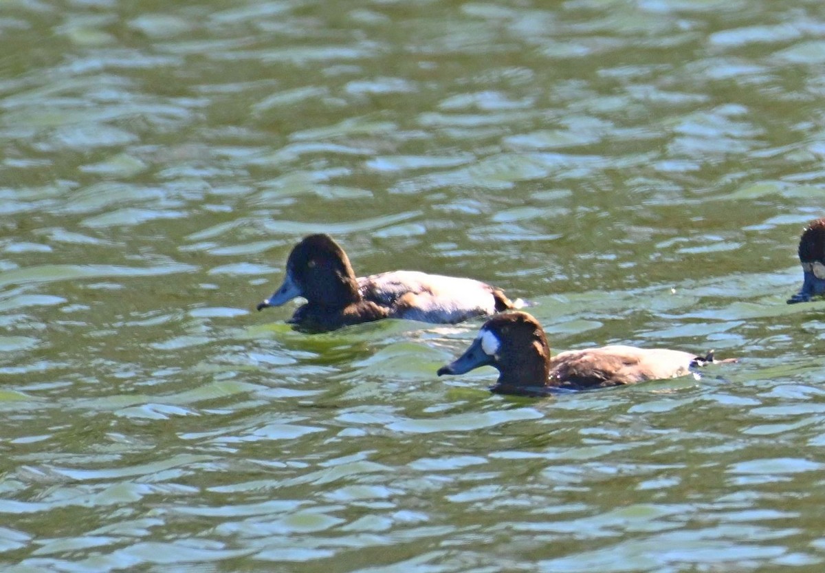 Greater Scaup - ML612211010