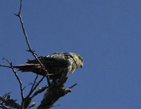 Conure magellanique - ML612211041