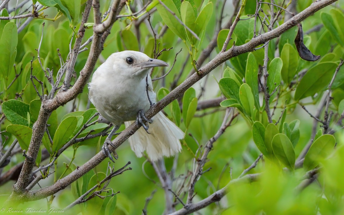 Yucatan Wren - ML612211065