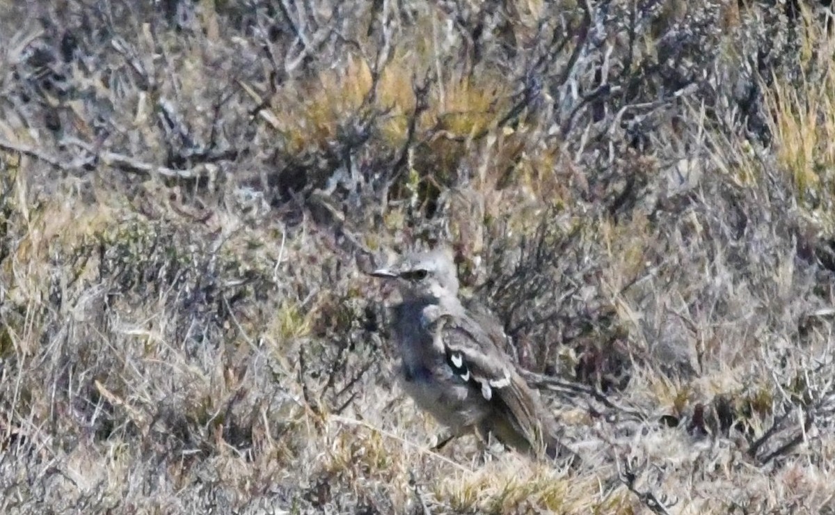 Patagonian Mockingbird - ML612211135