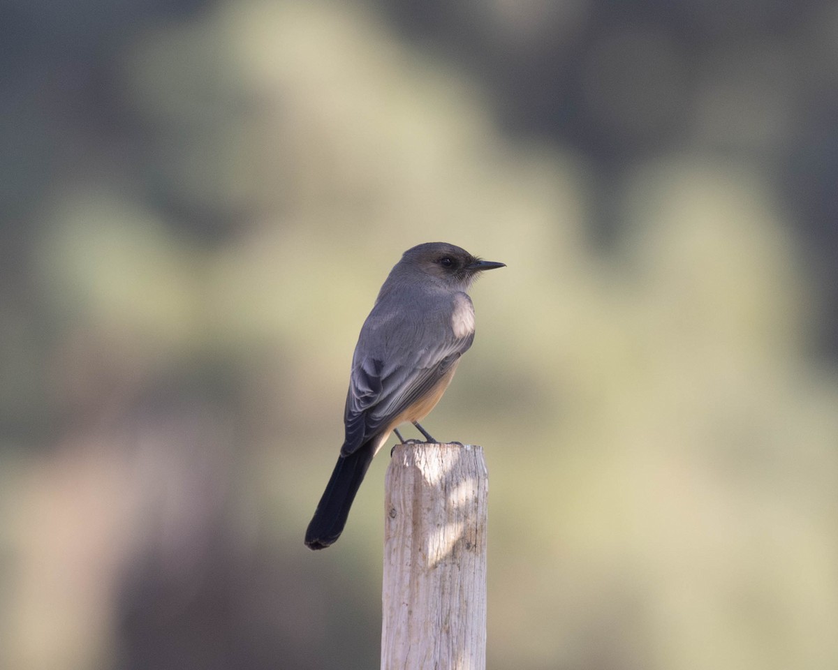 Say's Phoebe - ML612211215