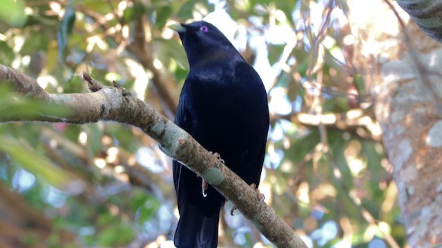 Satin Bowerbird - ML612211238