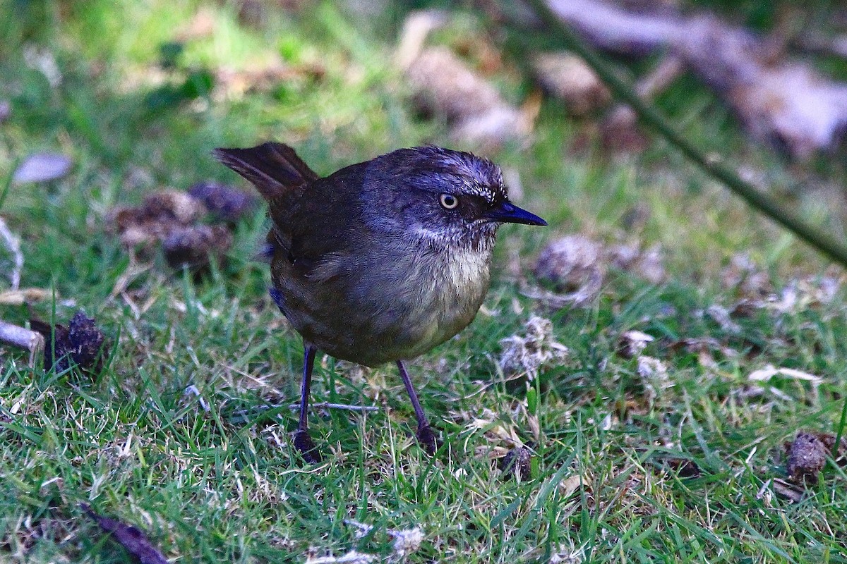 Tasmanian Scrubwren - Pauline and Ray Priest