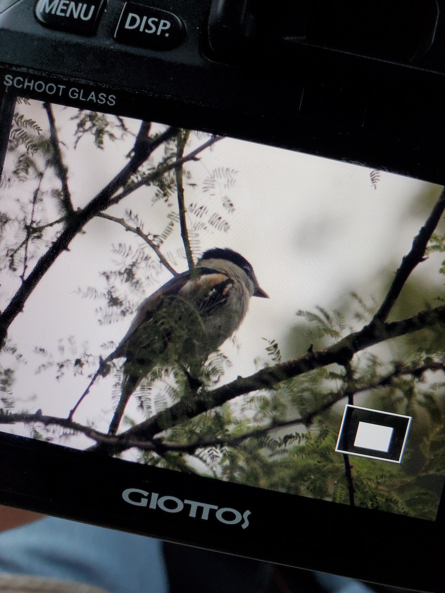 Gray-collared Becard - ML612211354