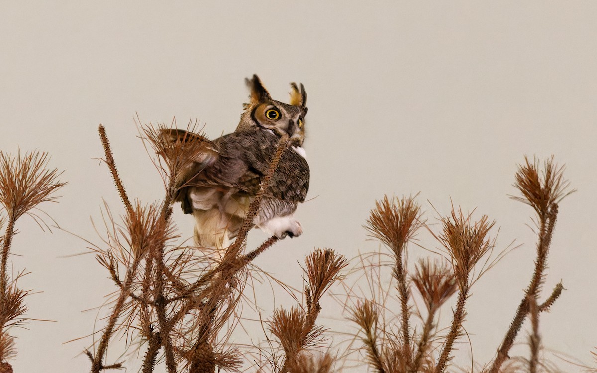Great Horned Owl - Brent Cox