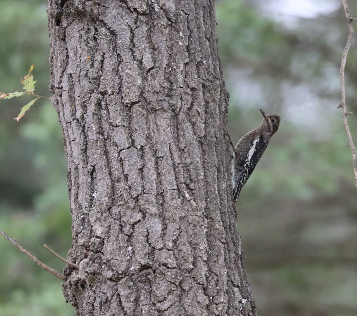 Yellow-bellied Sapsucker - Janet Phillips