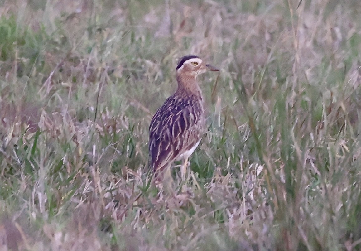 Double-striped Thick-knee - ML612211435