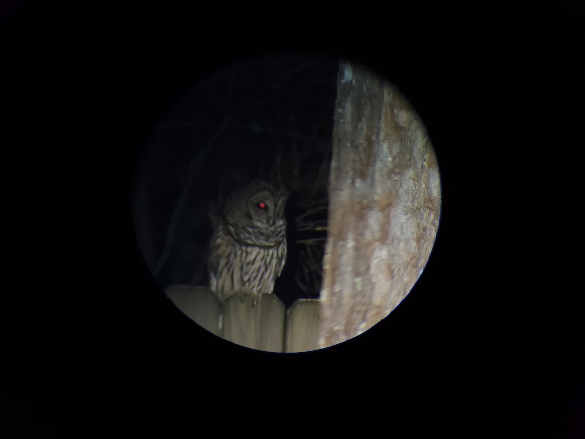 Barred Owl - ML612211441