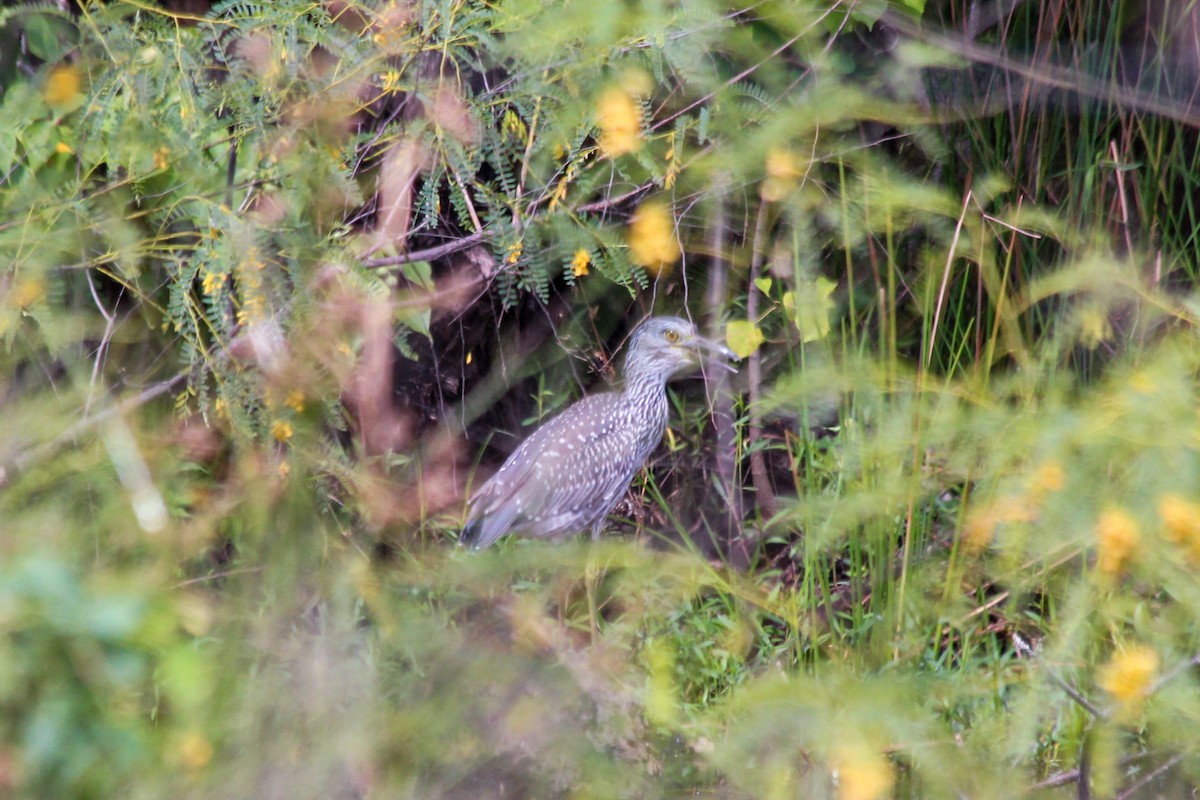 Yellow-crowned Night Heron - ML612211461