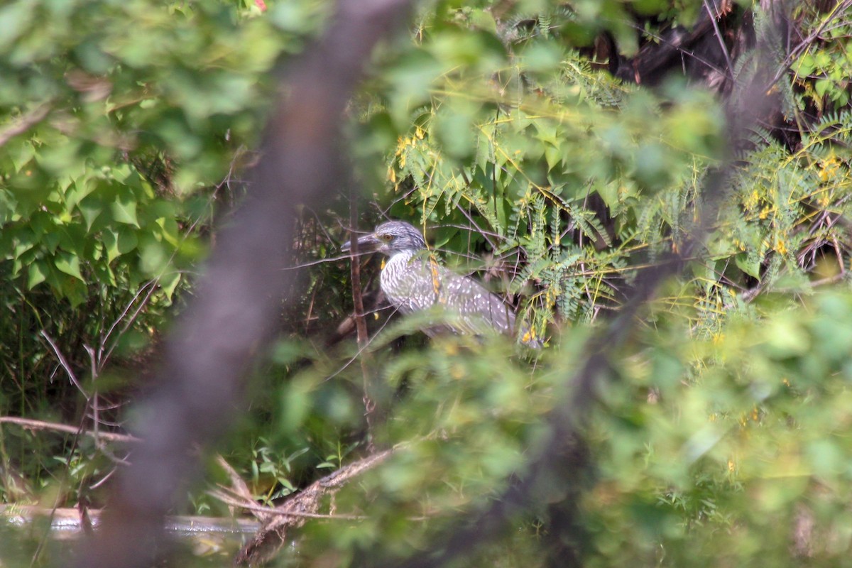 Yellow-crowned Night Heron - ML612211462