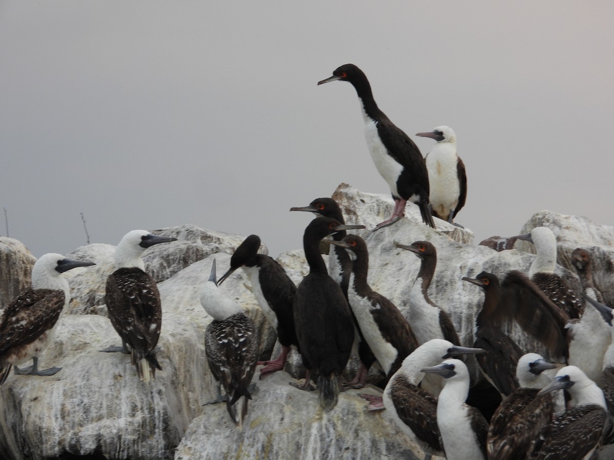 Guanay Cormorant - Francisco Sornoza