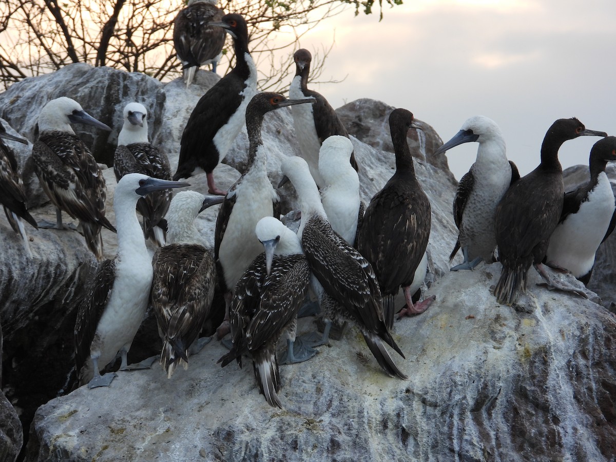 Guanay Cormorant - ML612211524