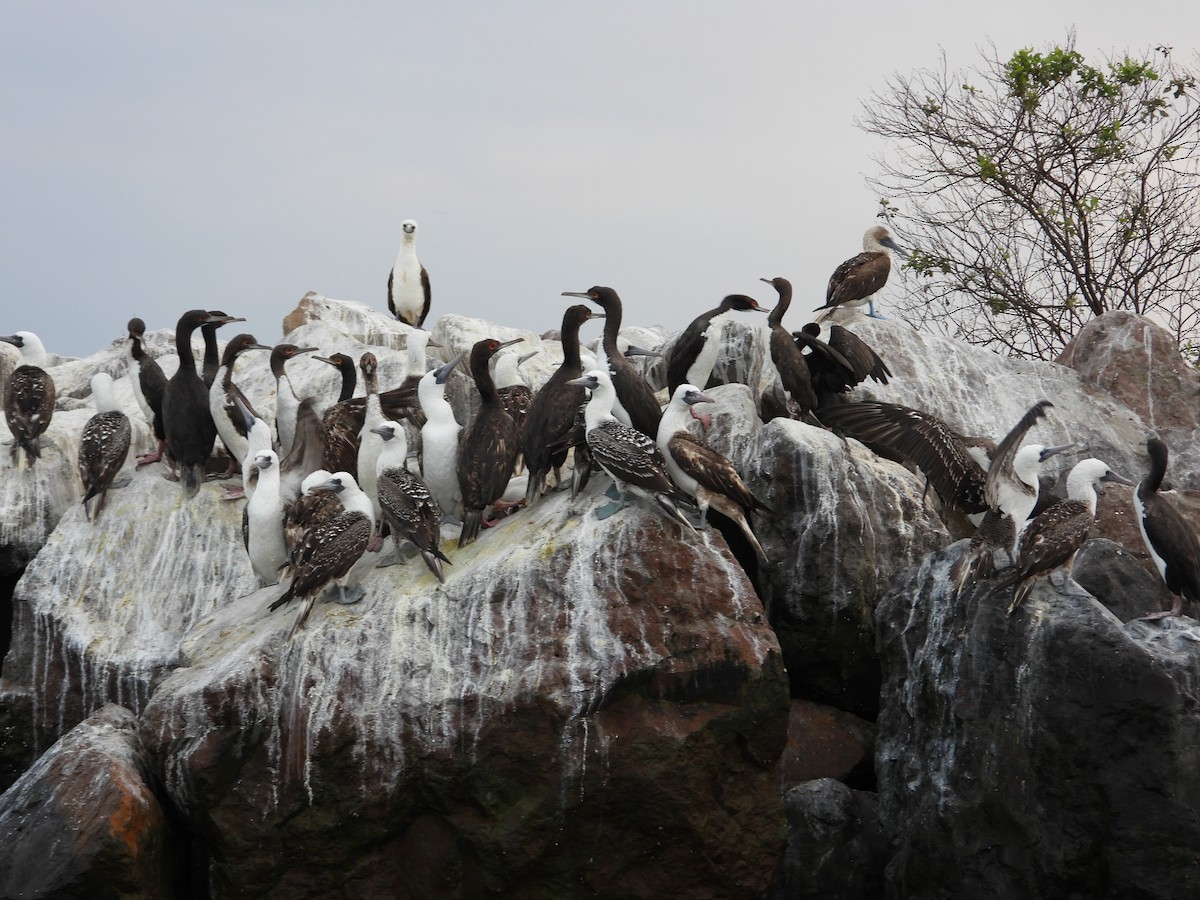 Guanay Cormorant - Francisco Sornoza