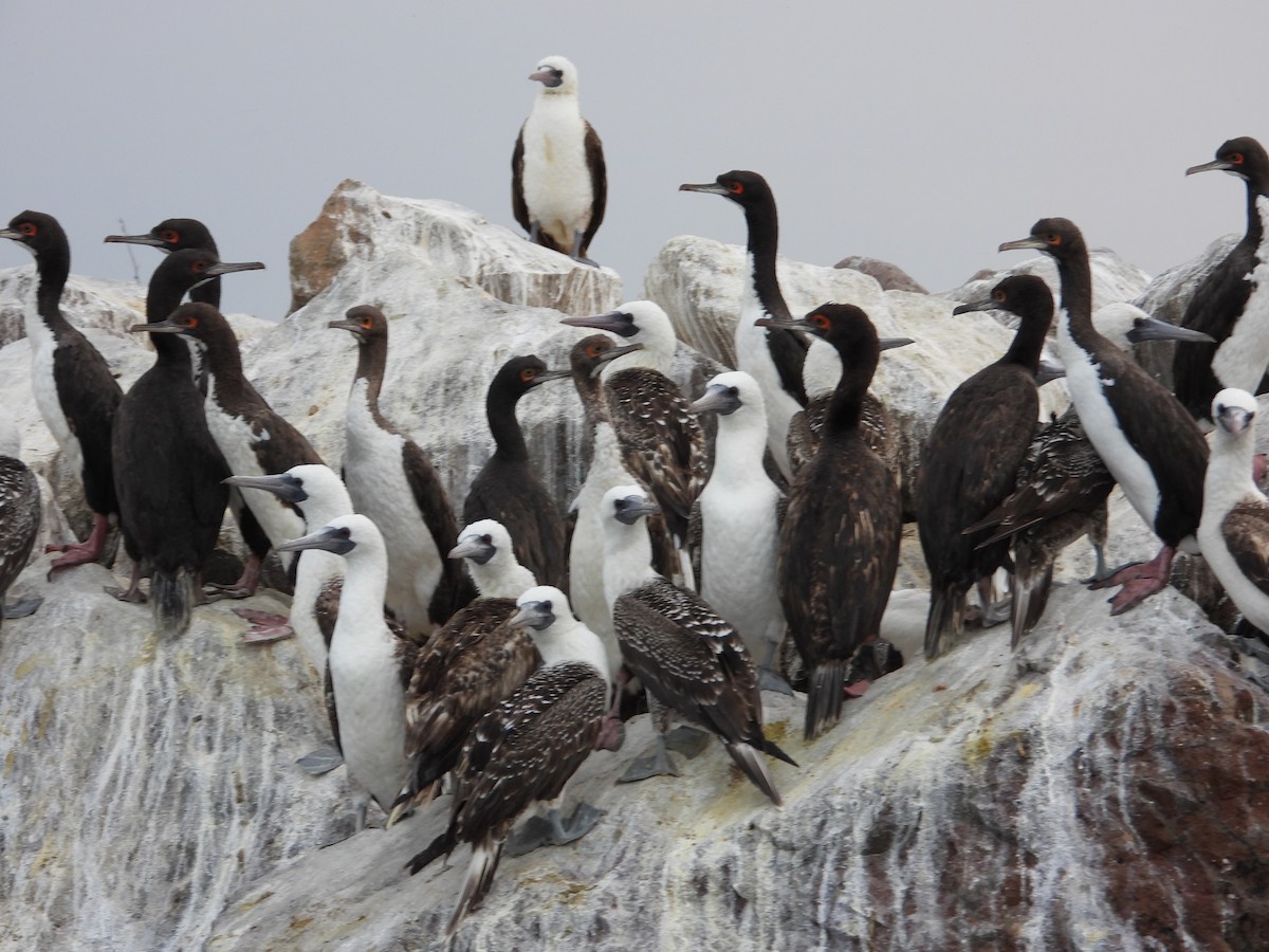 Guanay Cormorant - ML612211526