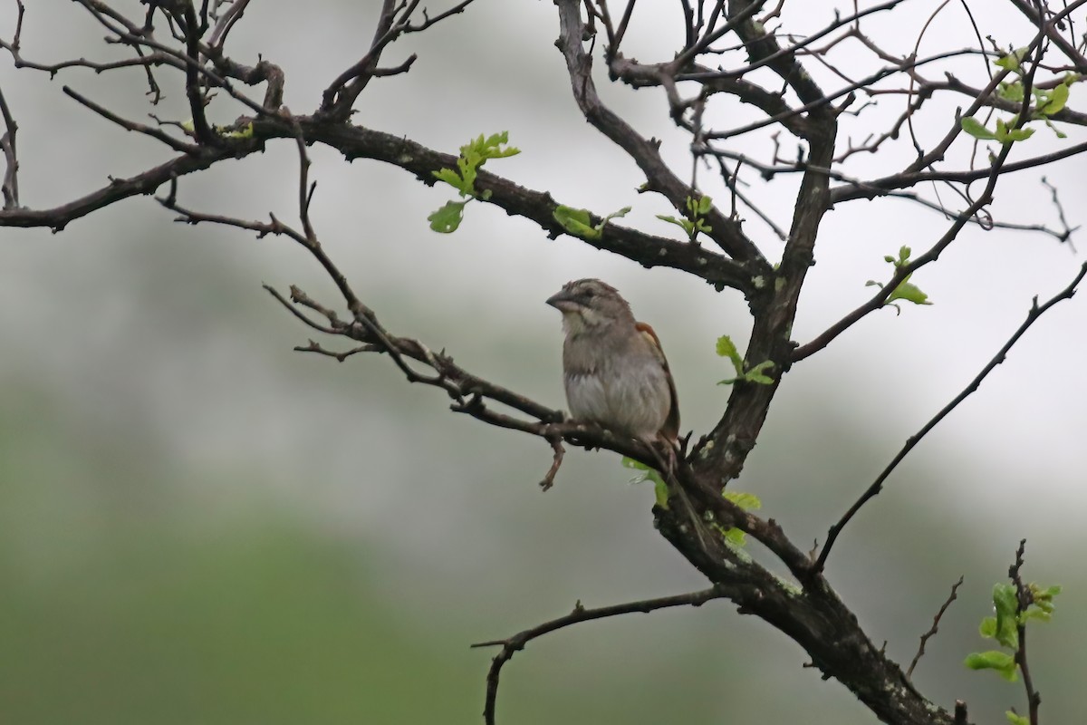 Tumbes Sparrow - Greg Scyphers