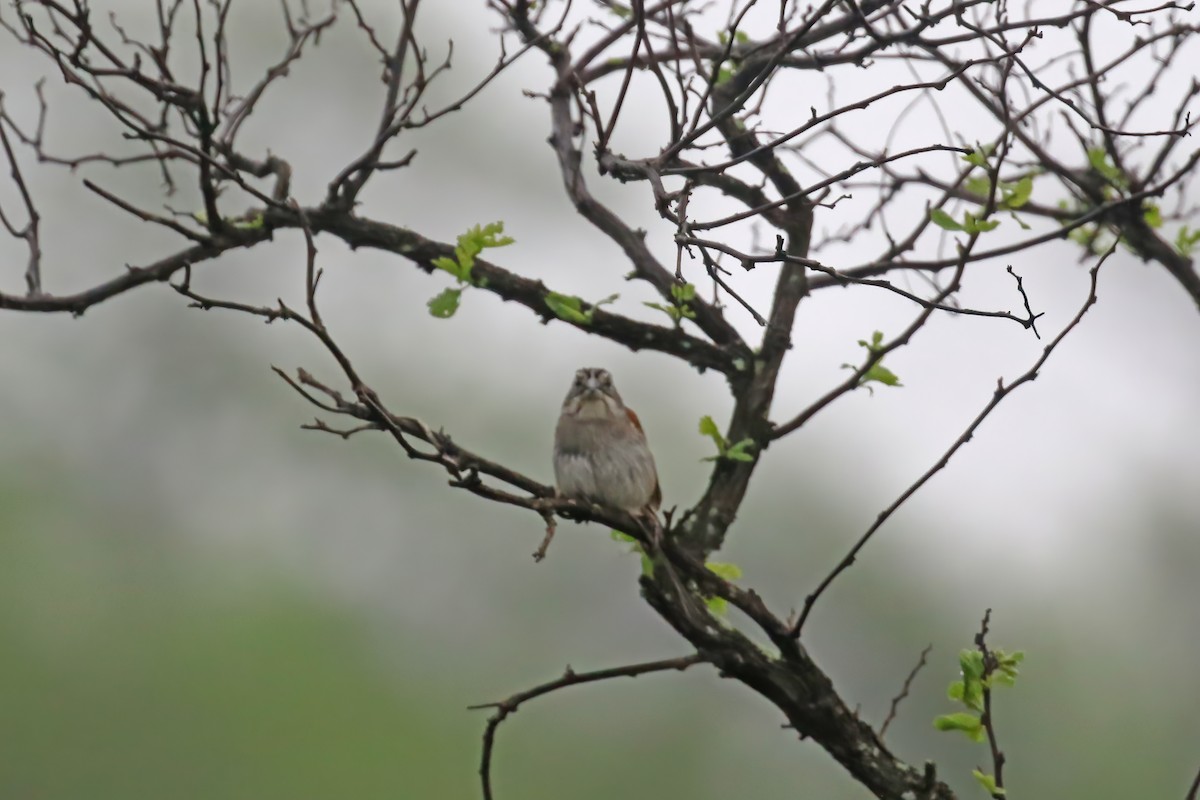 Tumbes Sparrow - ML612211643