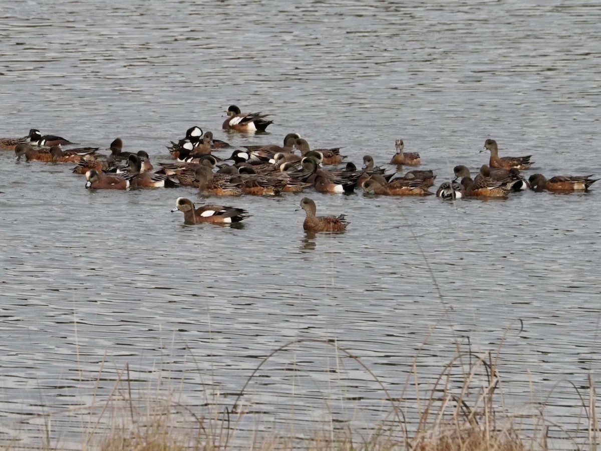 American Wigeon - ML612211670