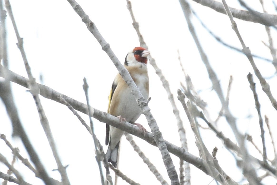 European Goldfinch - ML612211679