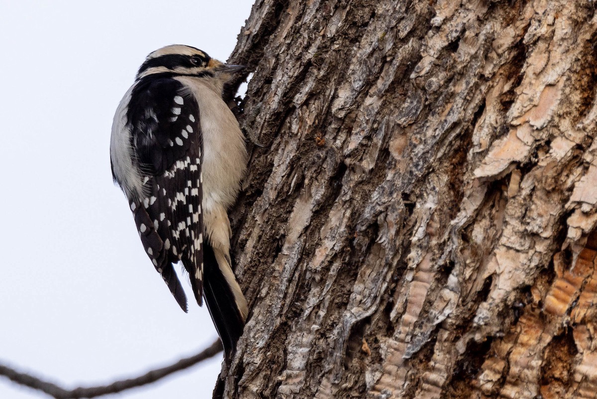 Downy Woodpecker - Jef Blake