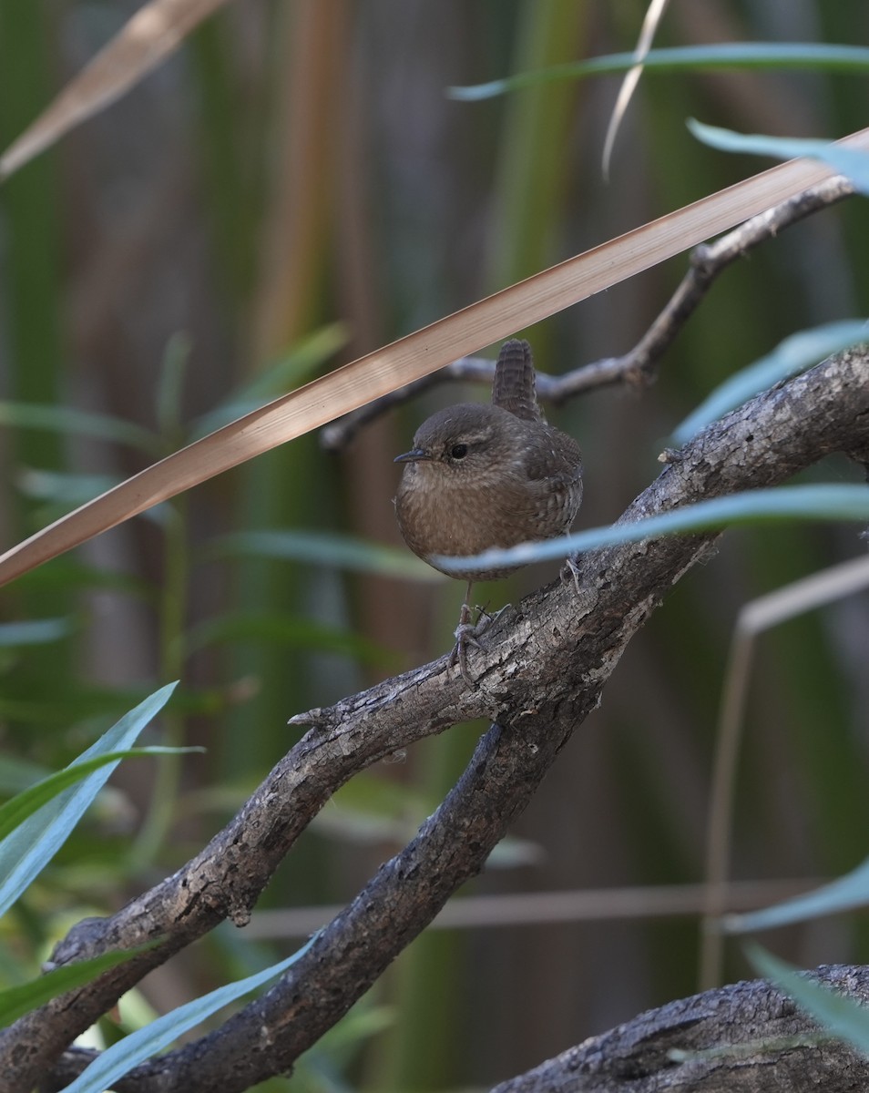 Winter Wren - ML612211715