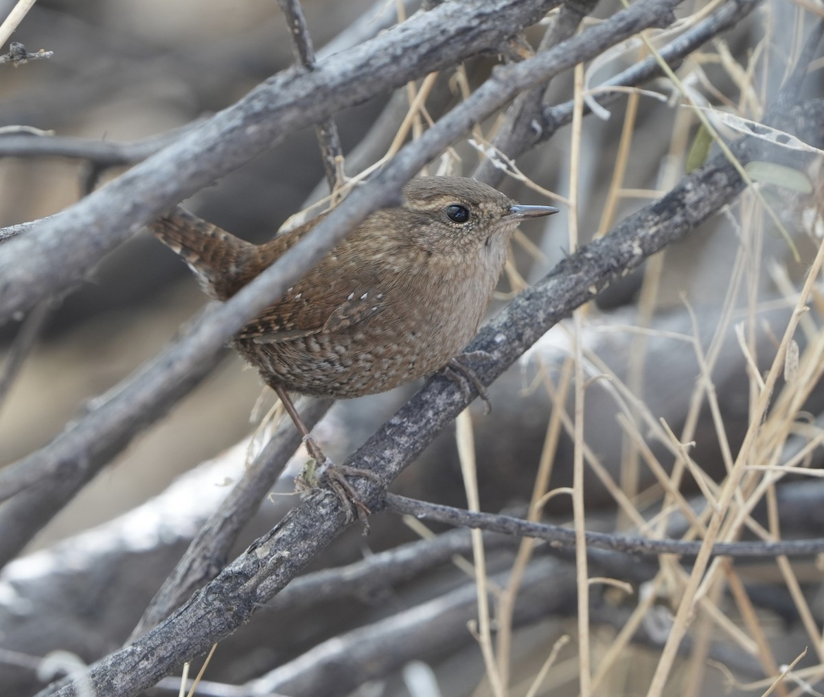 Winter Wren - ML612211717