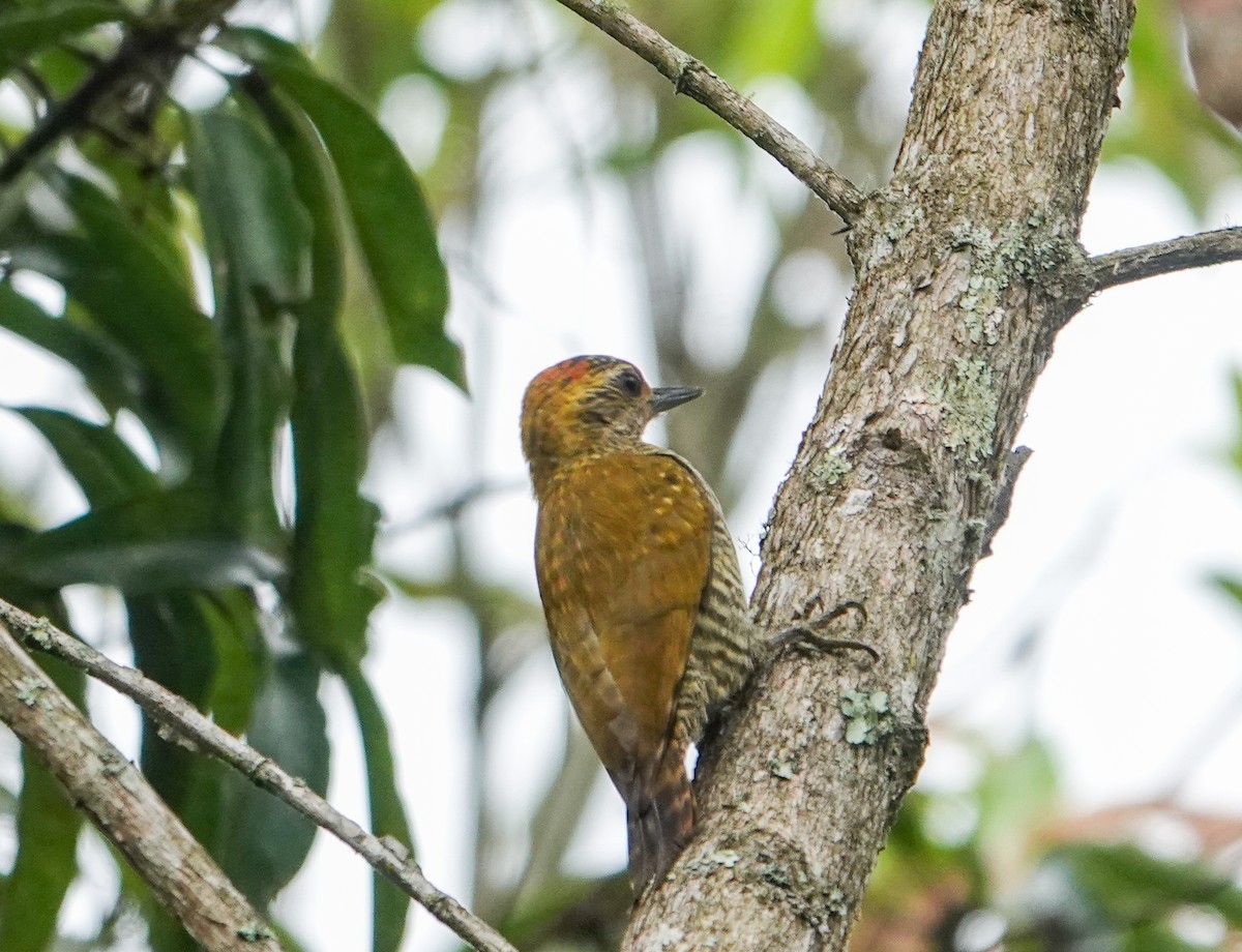 Yellow-eared Woodpecker - Rosemary Lloyd