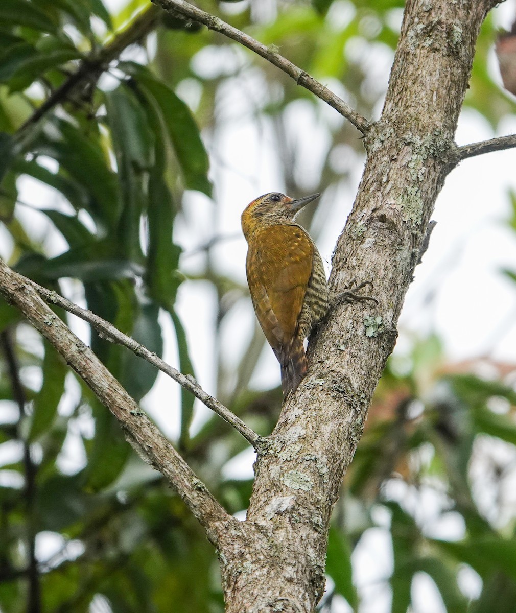 Yellow-eared Woodpecker - Rosemary Lloyd