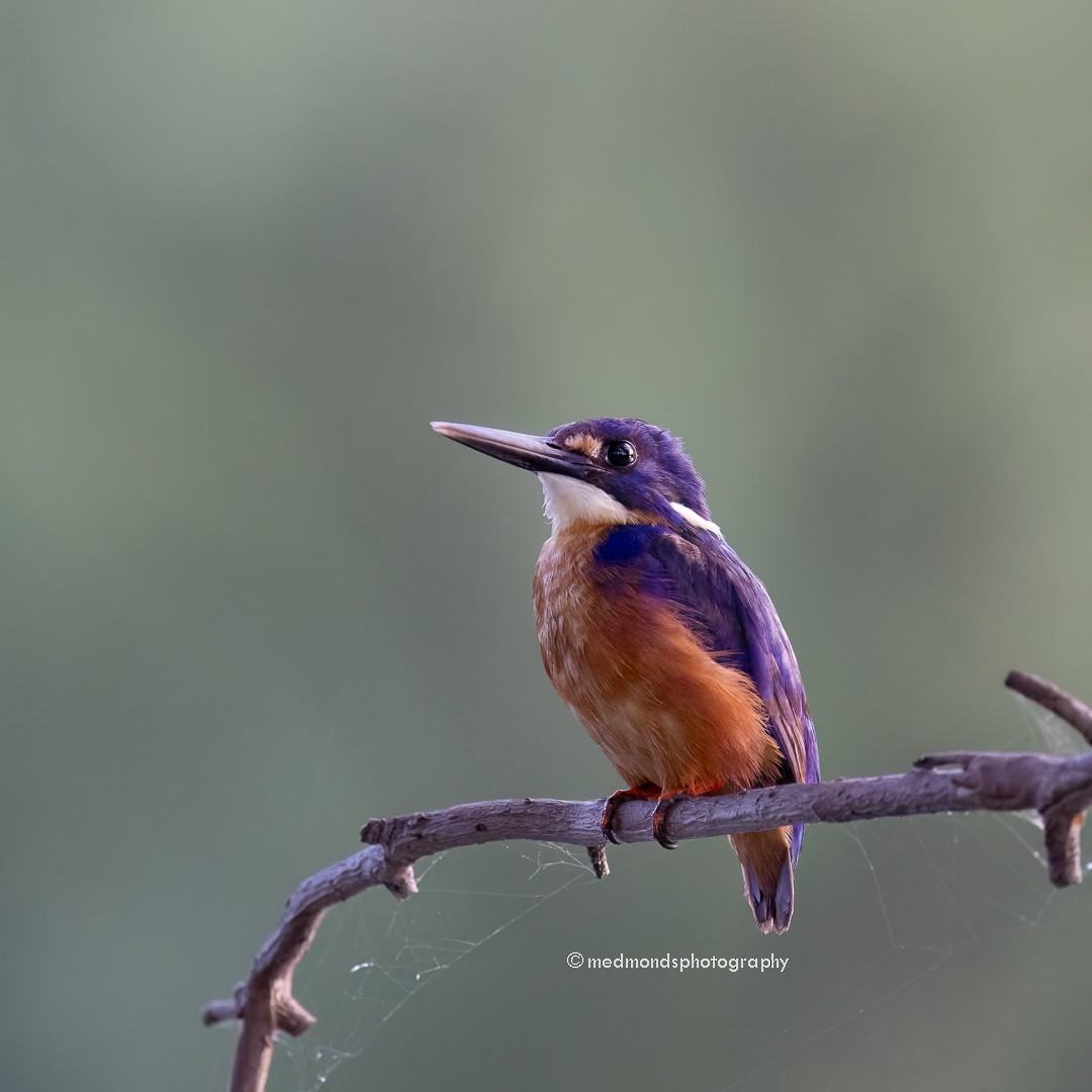 Azure Kingfisher - ML612212063