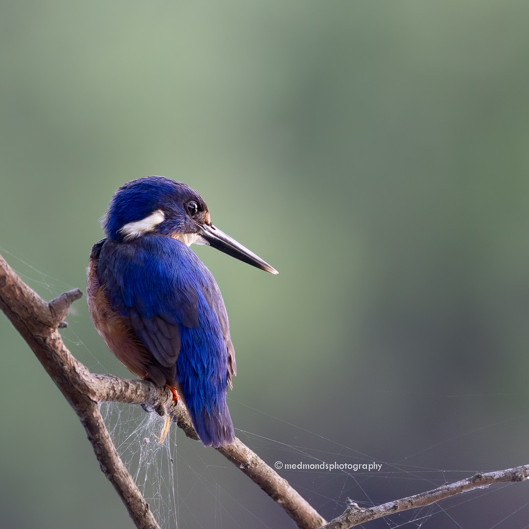 Azure Kingfisher - ML612212065