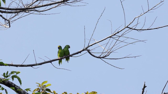 Tui Parakeet - ML612212157