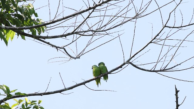 キボウシミドリインコ - ML612212168