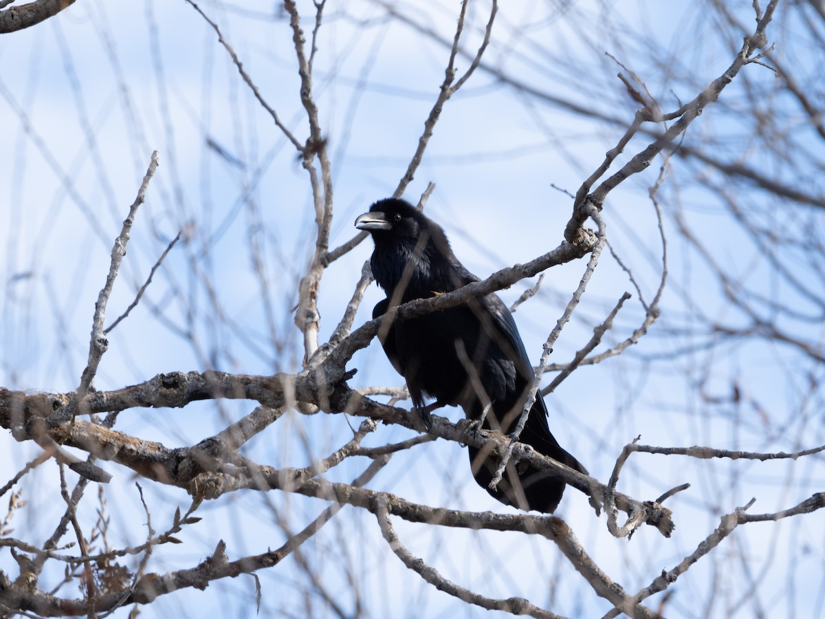 Common Raven - ML612212250