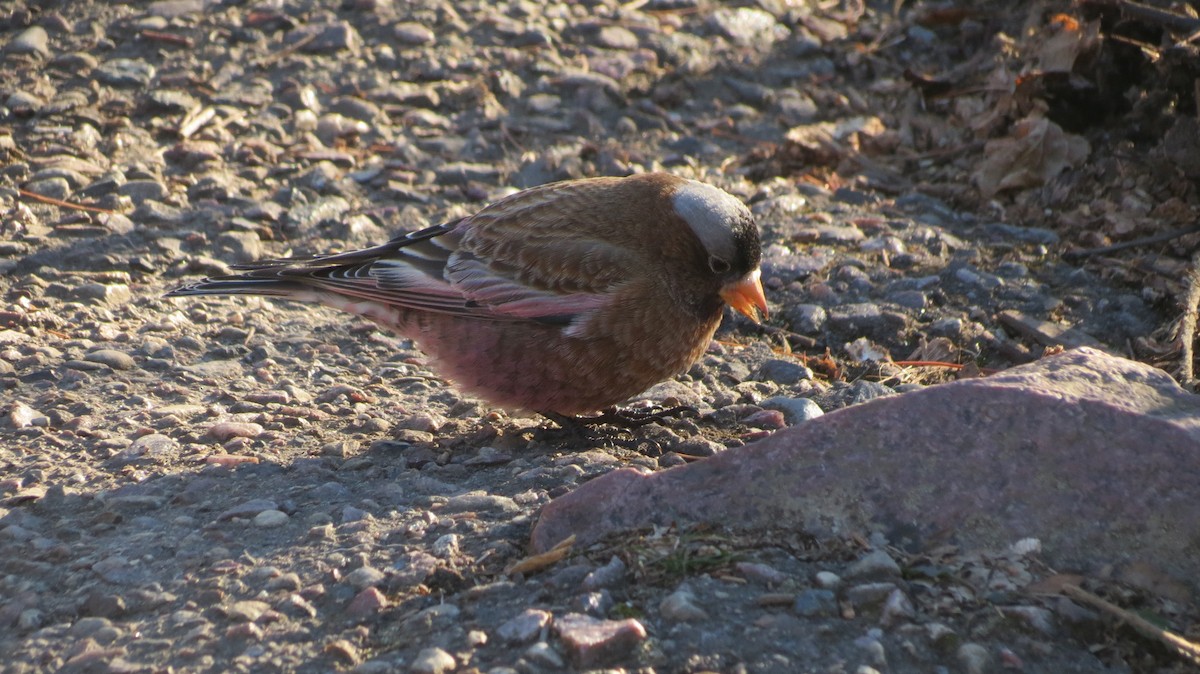 Pinzón Montano Nuquigrís (grupo tephrocotis) - ML612212283