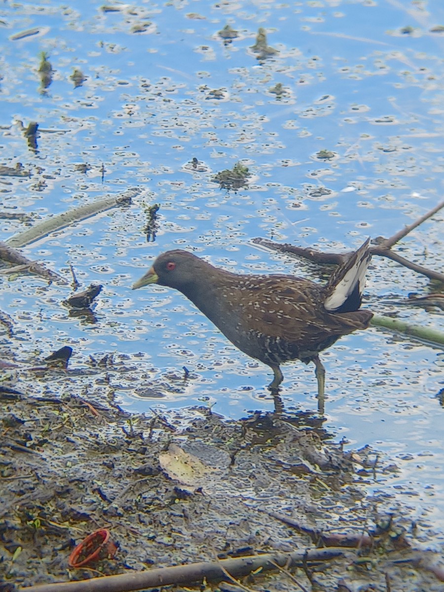 Marouette d'Australie - ML612212288