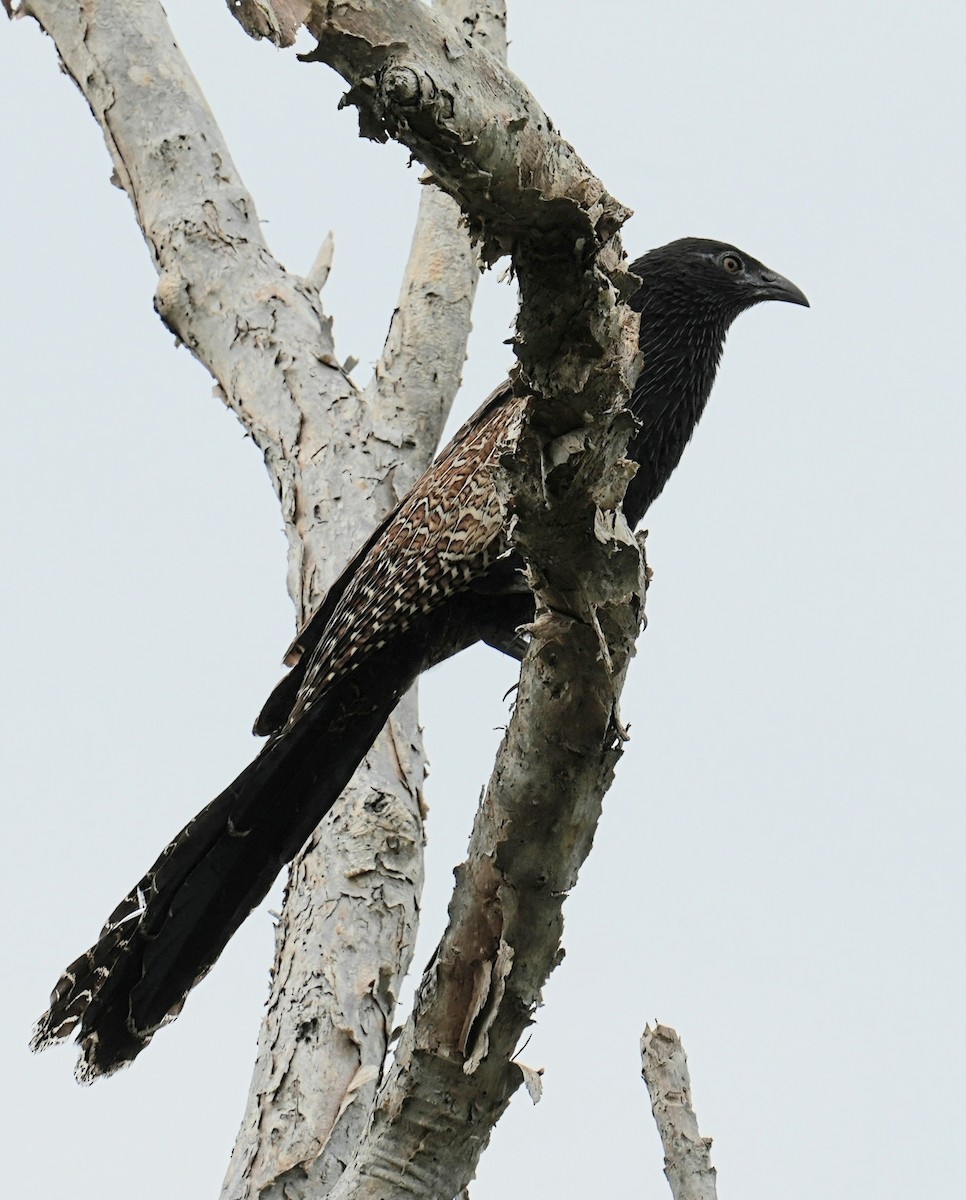 Pheasant Coucal - ML612212298