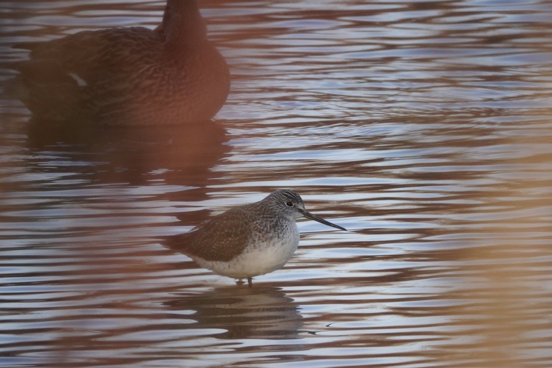 Greater Yellowlegs - Anonymous